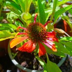 Echinacea purpurová (Echinacea purpurea) ´LAKOTA ORANGE´® - kont. C1,5L
